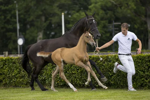 ch sire hk zuid22lzuid22l177422cr3