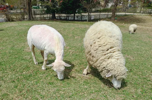 cotaro70s foter cc by nd