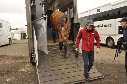 csio paard uitladen