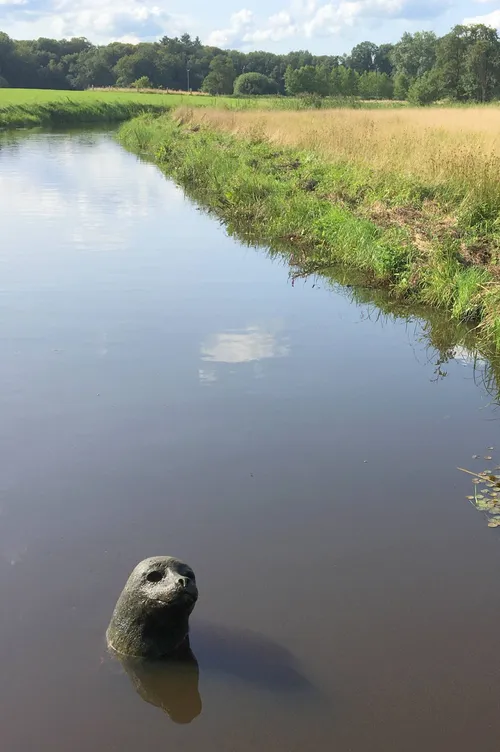 de wijk reest zeehondkunst