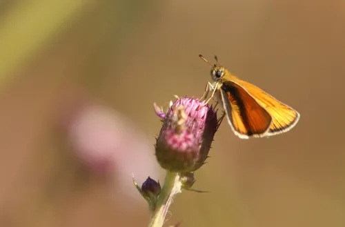 dikkopje op distel s pronk