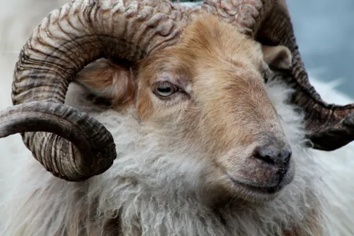 drents heideschaap jannie rossing