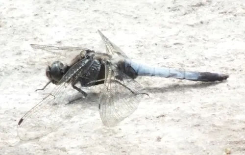 dscf7872 e1465574139398