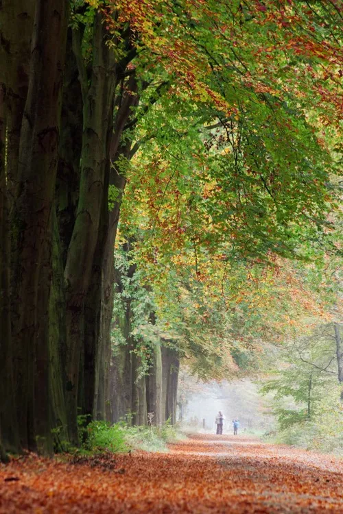 fcdw annekehooijer beukenootjeszoeken1