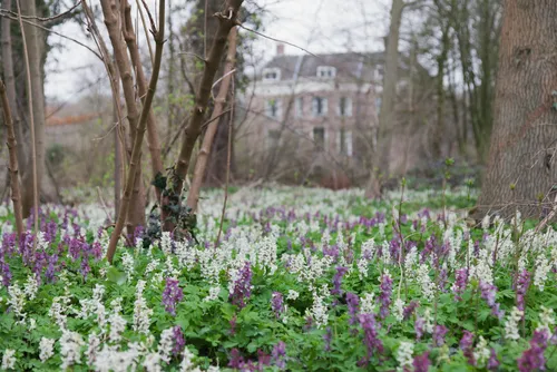 fcdw annekehooijer holworteldickninge