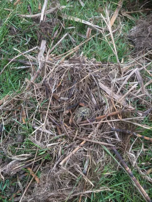 het eerste kievitsei van 2020