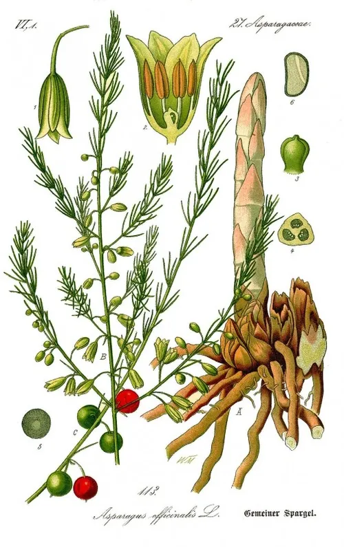 illustration asparagus officinalis0b