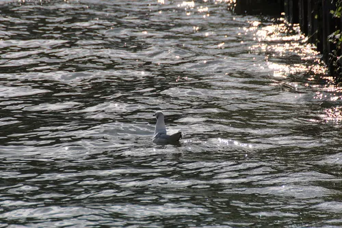 jac janssen foter cc by