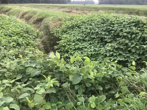 japans duizendknoop2