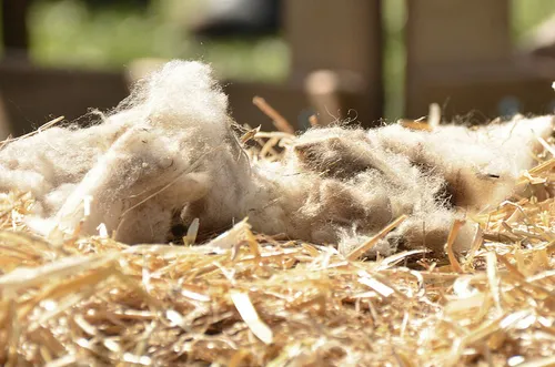 jimmy benson foter cc by