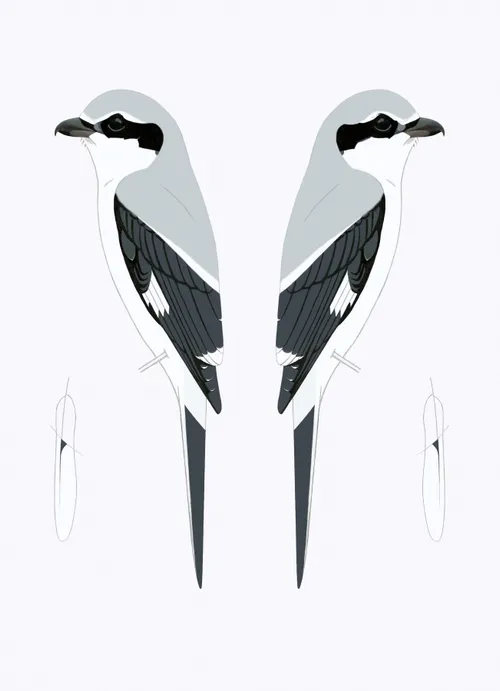 klapekster martin brandsma