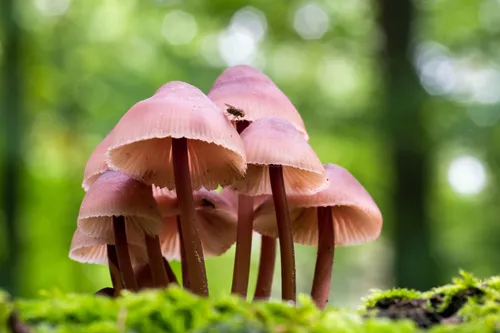 kleine bloedsteelmycena lex schulte 1