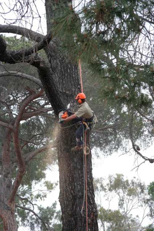 macinate fotercom cc by