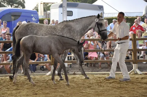 navarone termo duurste veulen