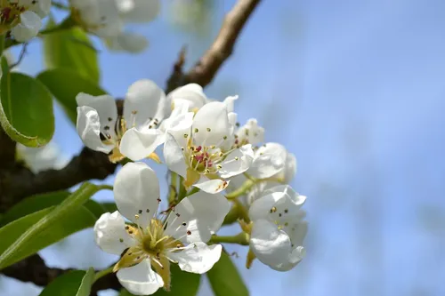 pear blossom 276463 960 720