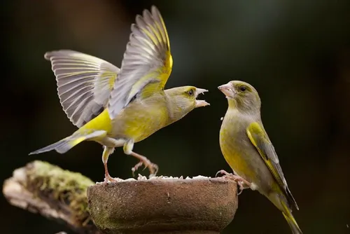 ruinen bezc groenling dick van egmond 002