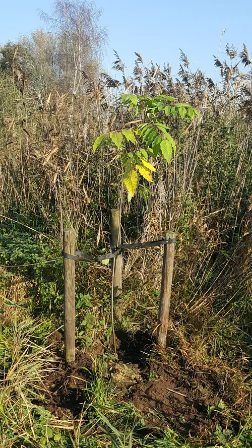 ruinerwold bijenboom ruinen2