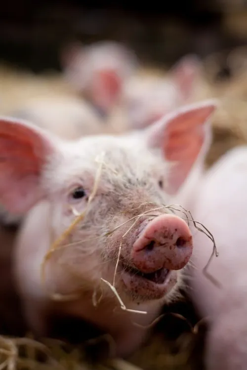 sander van der wel foter cc by sa