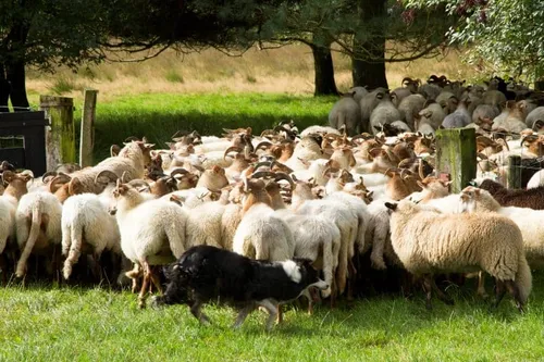 schapendrijven small