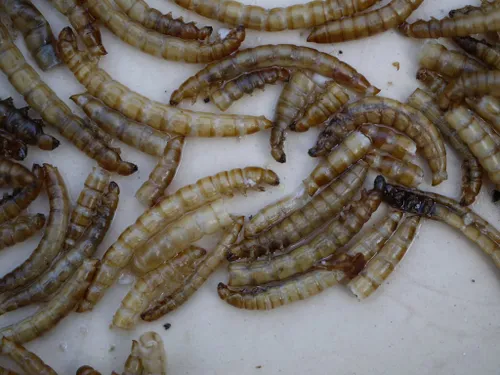 smabs sputzer foter cc by