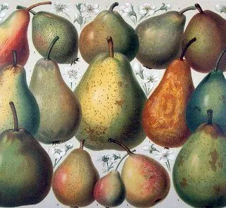 svadilfari foter cc by nd