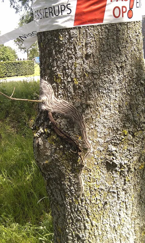 thaumetopoea processionea 01