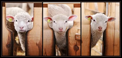 three lambs