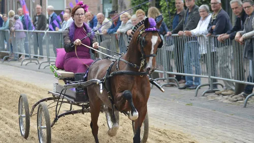 tuigpaarden ruinen 2016