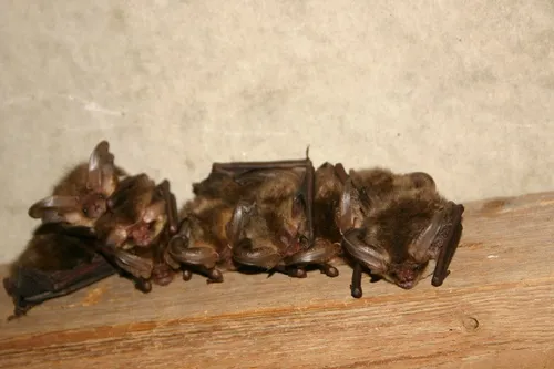 vleermuis jos marcelissen 1