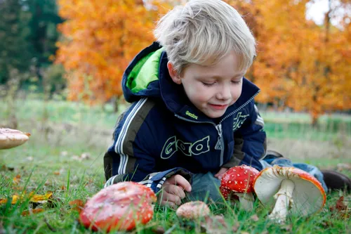vliegenzwam paul schirnhofer 1
