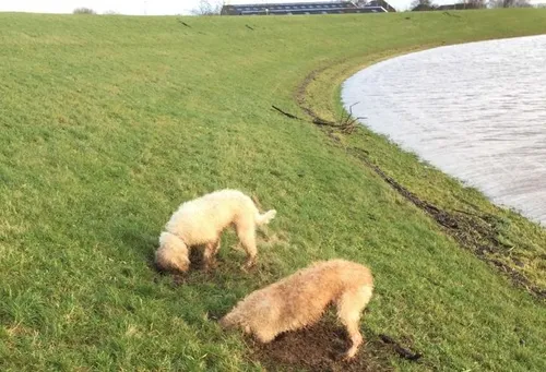 wdod schade dijken honden1