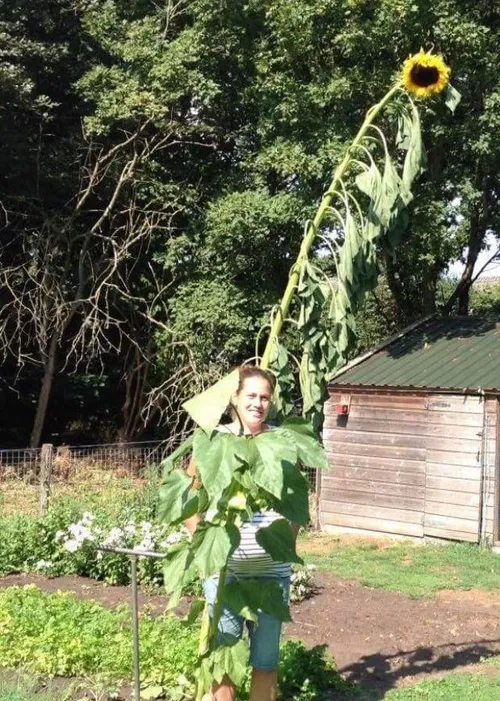 zonnebloemactie een twee zuidwolde2