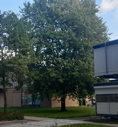 De Wijk Wijker Kunst bomen2