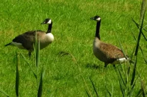 2020 06 24a canadese ganzen foto annie van bokhoven 300x198