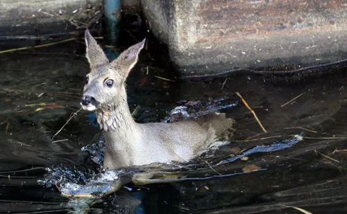 hert in kanaal zuid willemsvaart de nbosch 10