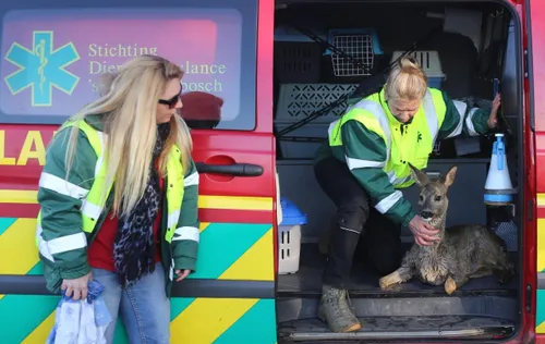 hert in kanaal zuid willemsvaart de nbosch 3