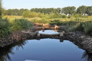 img 1822 medium 300x200