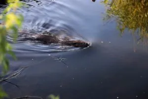 img 1829 medium 300x200