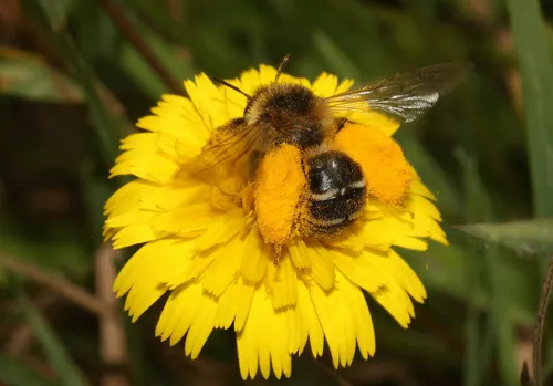 pluimvoetbij beladen met stuifmeel