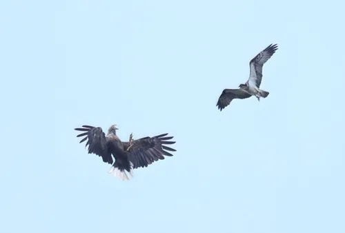 Vis- en zeearend in gevecht_foto Joey Braat