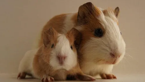 cavia2