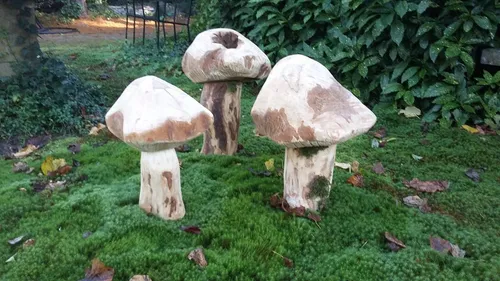 paddestoelen