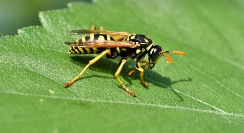 Foto: Pixabay/Raphs_Fotos