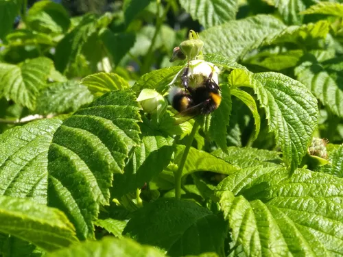 hommel framboos