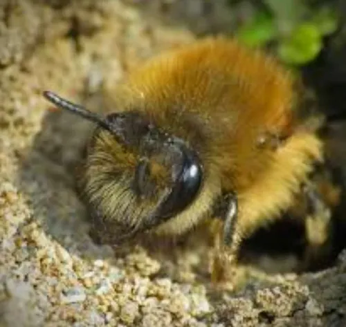 Zandbij
kruipt uit ondergronds nest