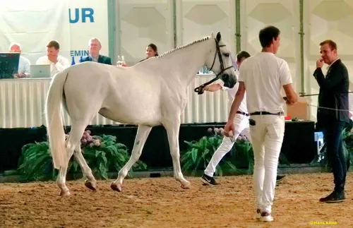 ch jolly karla v op summer sale foto hans khoe scaled