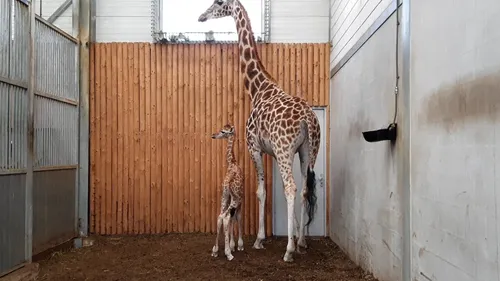 opnieuw giraf geboren in wildlands 2