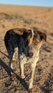 zwerfhond sabolaslo pixabay 171x300