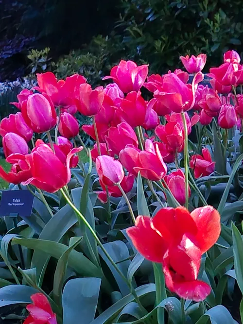 scherpte bij een vallende avond