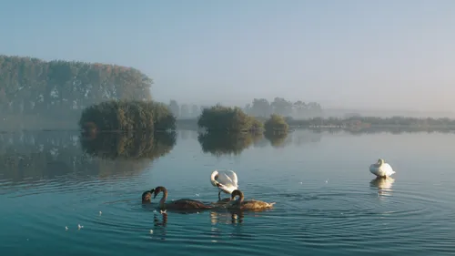 de biesbosch natuur in beweging 1271
